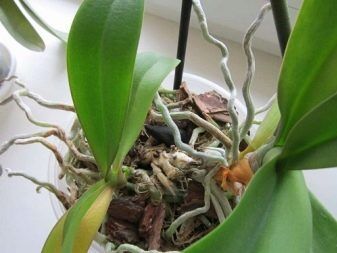 Воздушные корни орхидеи засыхают